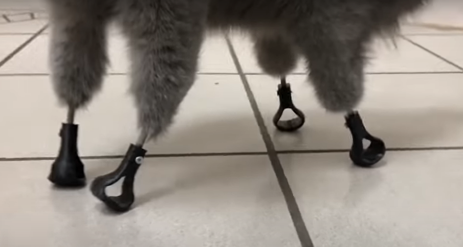 cat's legs with titanium prostheses as feet