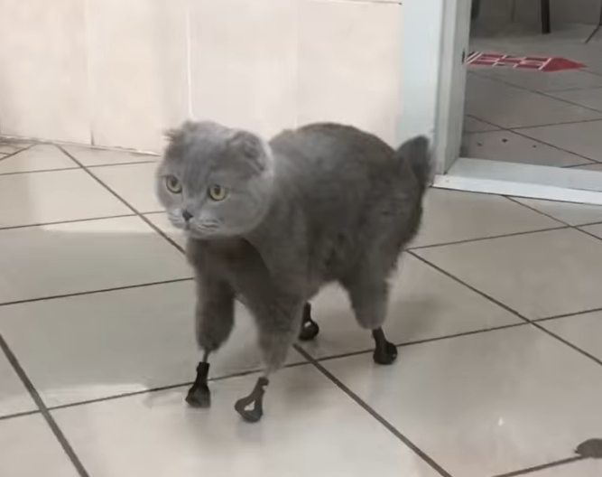 gray cat with prosthetic feet