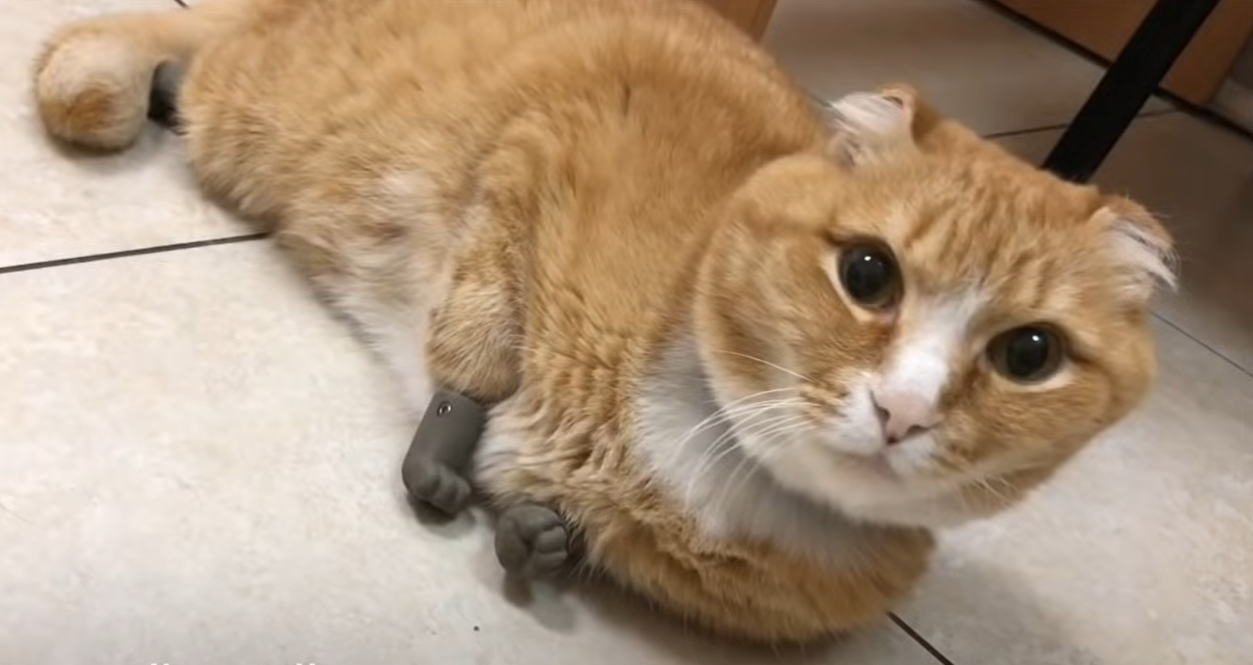 orange cat with prosthetic feet