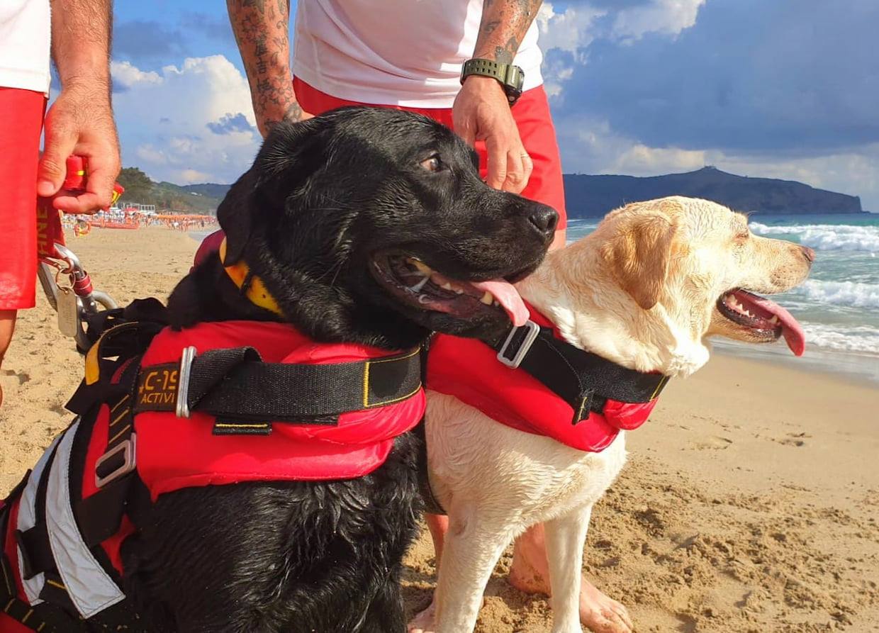 black and white lifeguard dogs wearing vests on beach