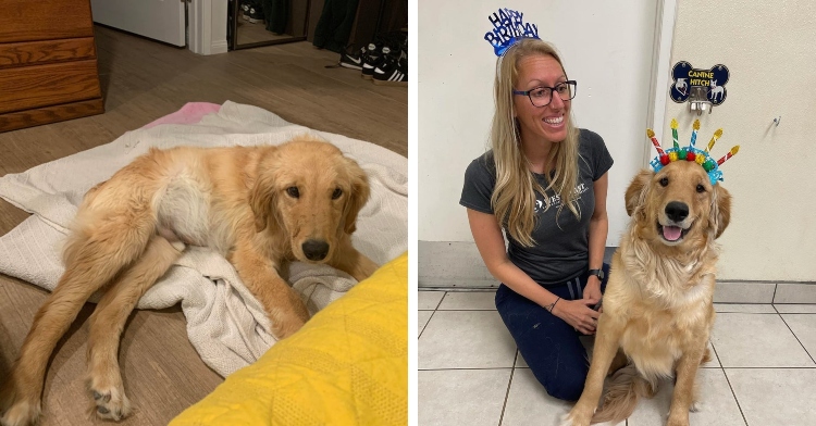 golden retriever before and after adoption