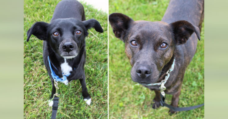 two bonded black dogs standing on grass