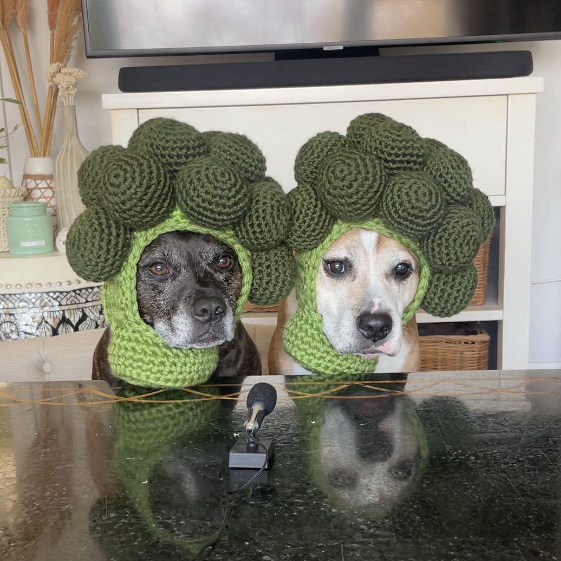 two dogs wearing crochet broccoli hats