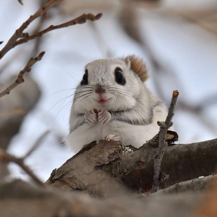 japanese flying squirrel 