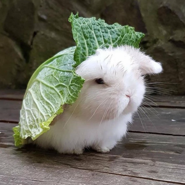 bunny with lettuce on back