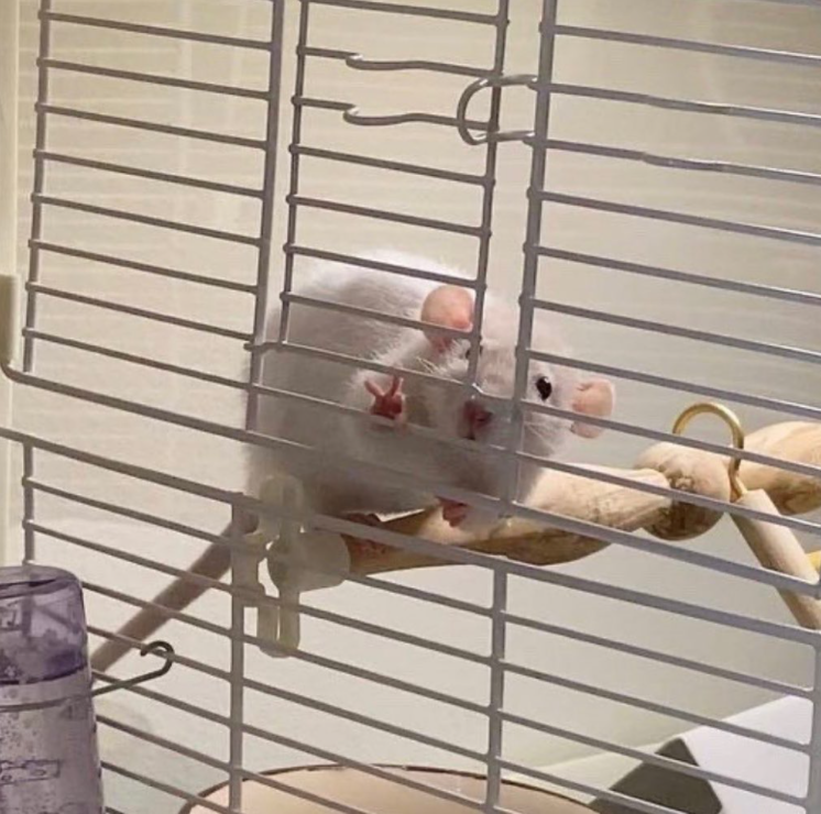 rodent giving peace sign from cage