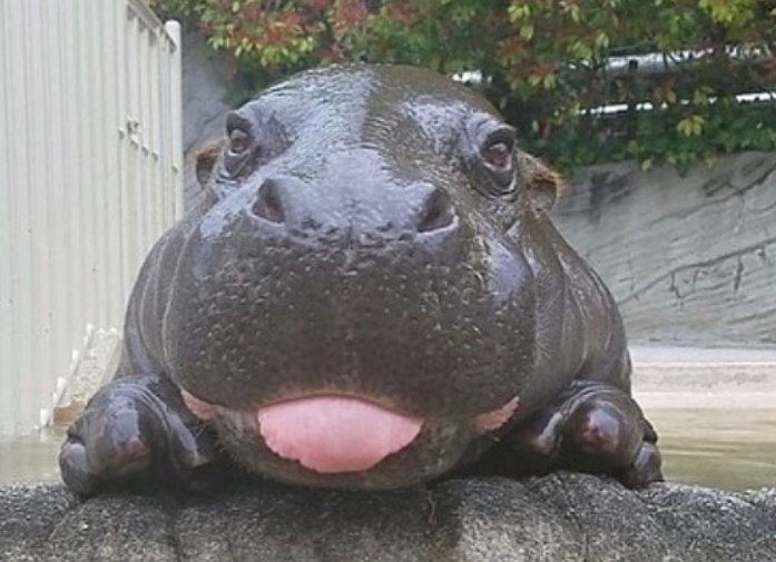 hippo with tongue sticking out