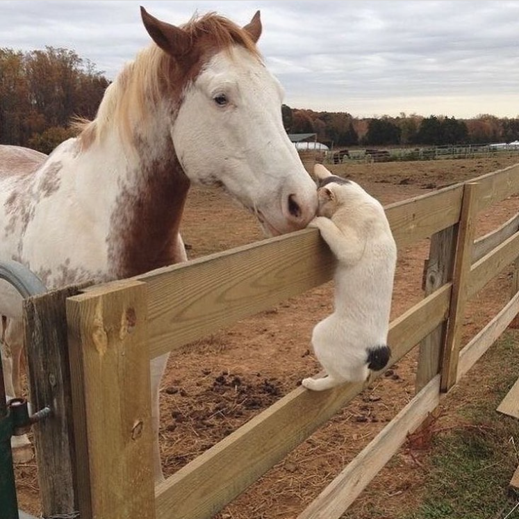 cat climbing on fence next to horse
