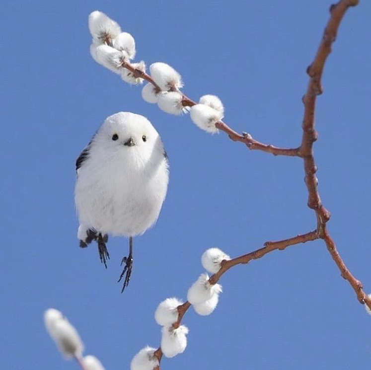 white puffy bird in the sky