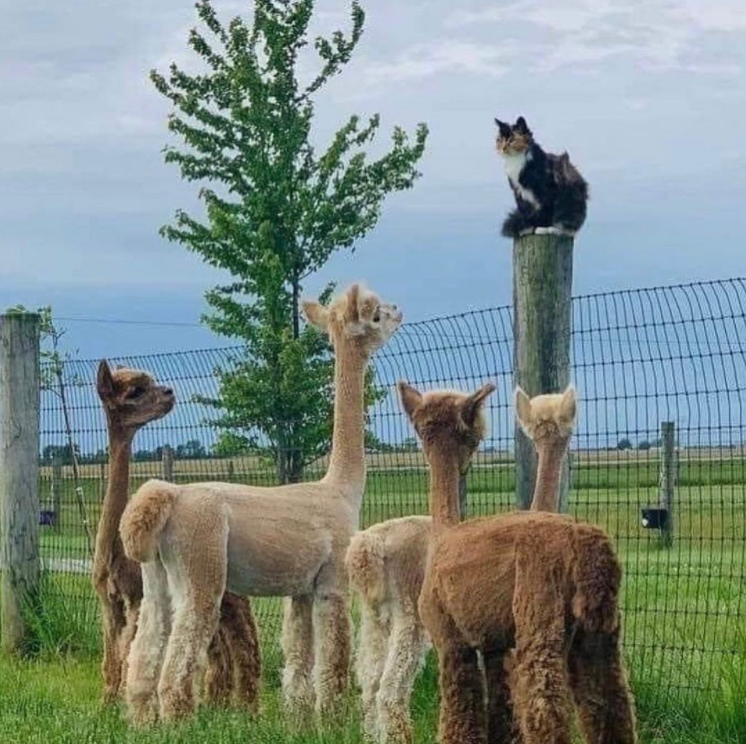 cat on top of fence post overlooking alpacas