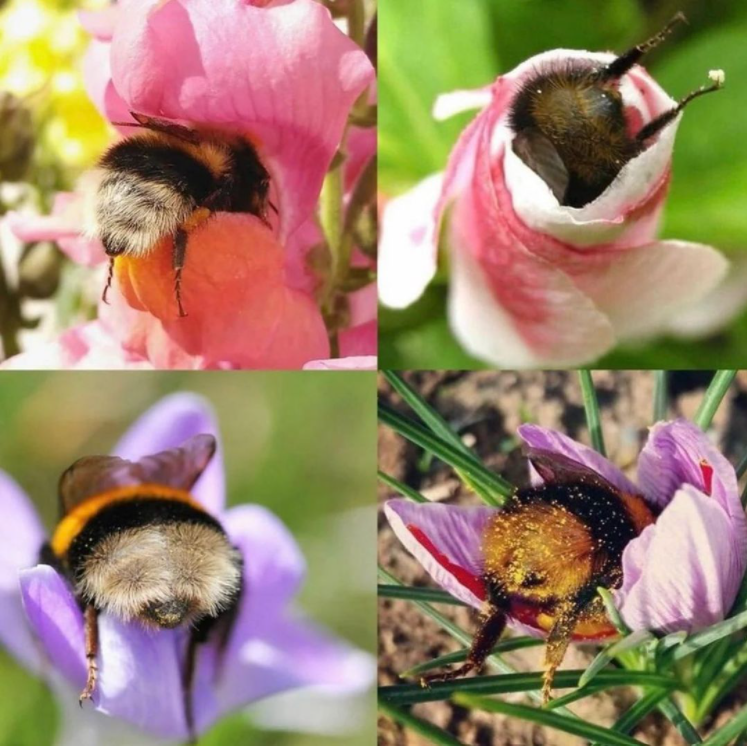 bees halfway in flowers