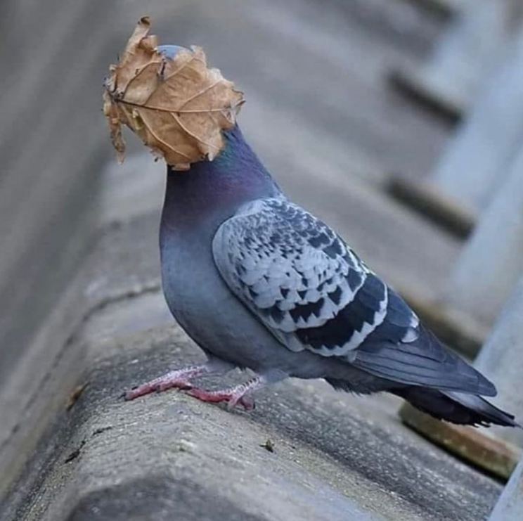 pigeon with leaf blowing in its face 