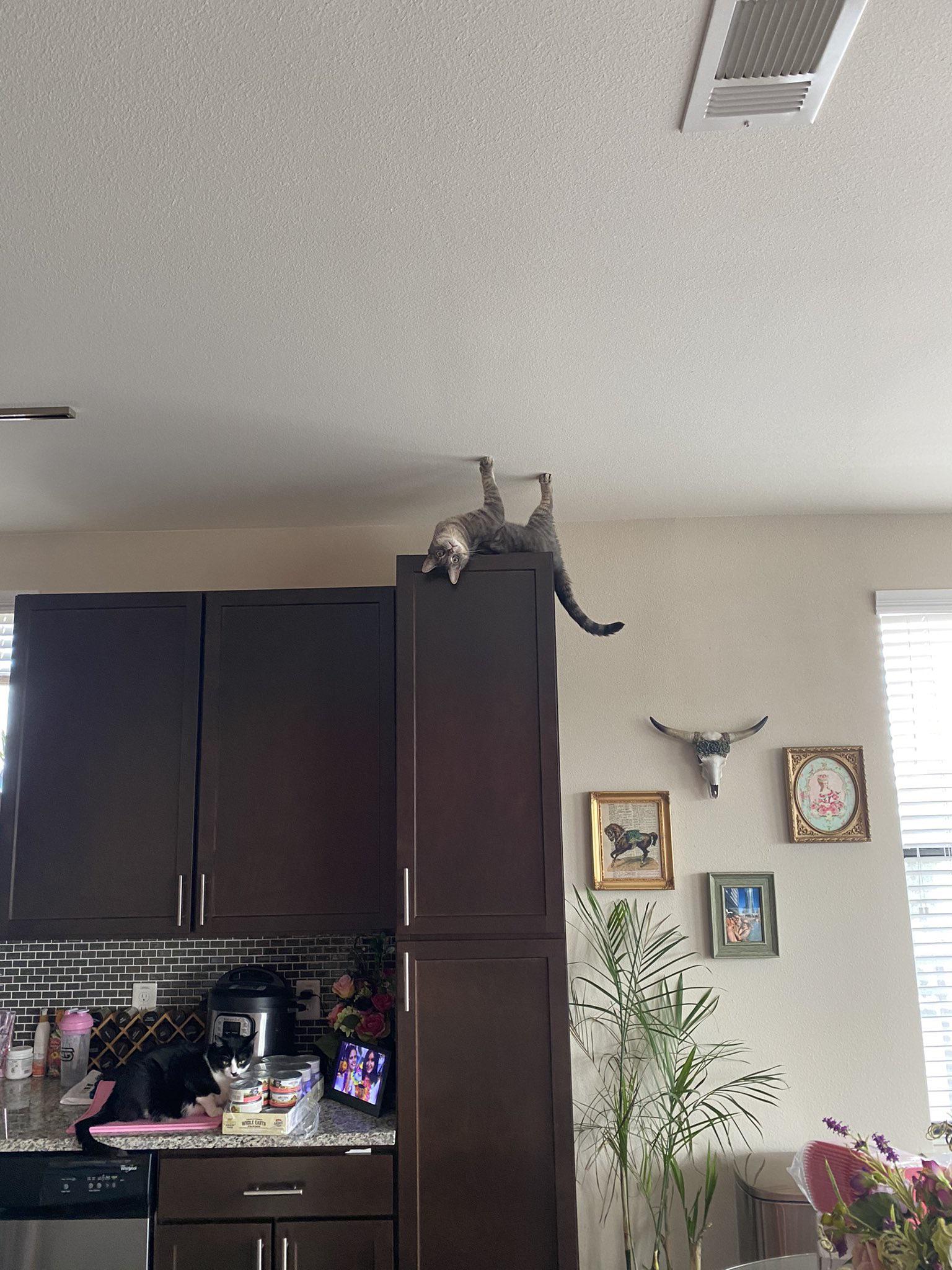 cat upside down on top of kitchen cabinet with another cat on counter