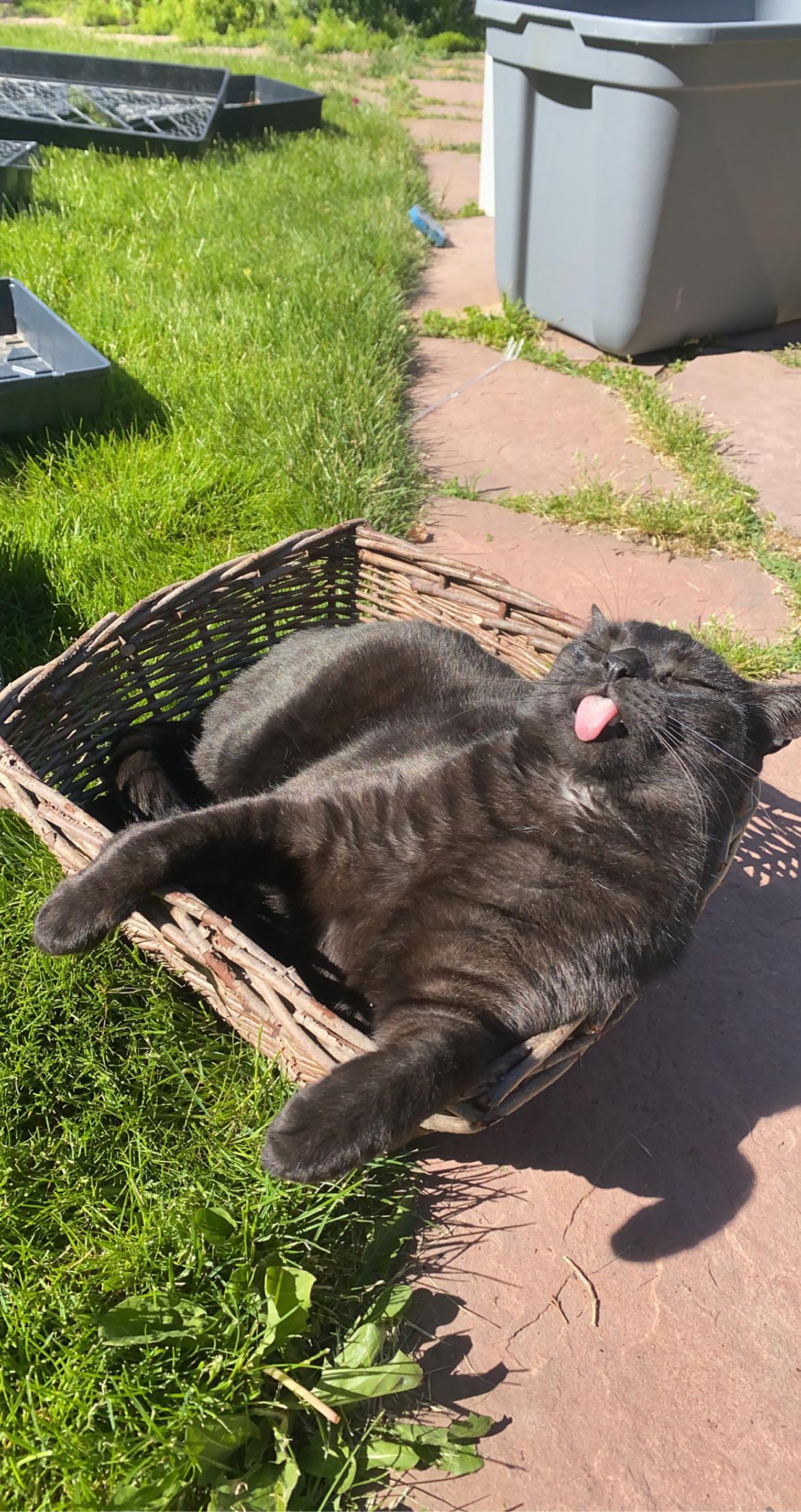 cat sitting in basket in sun
