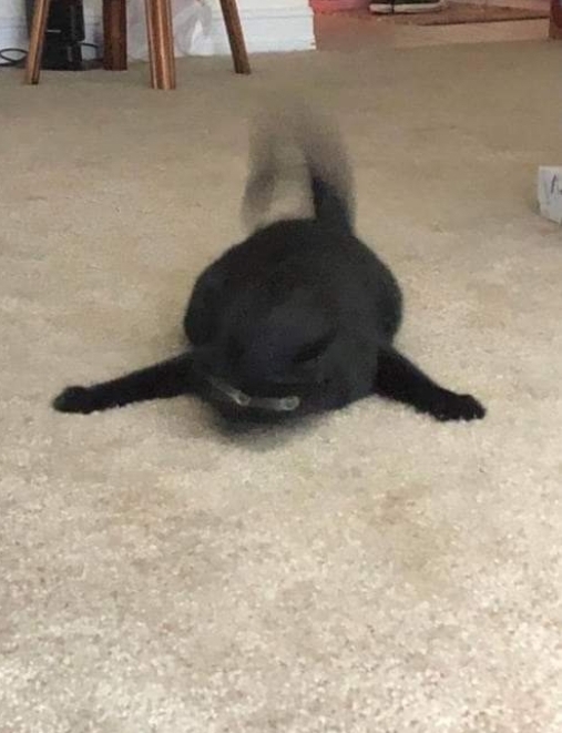 cat moving