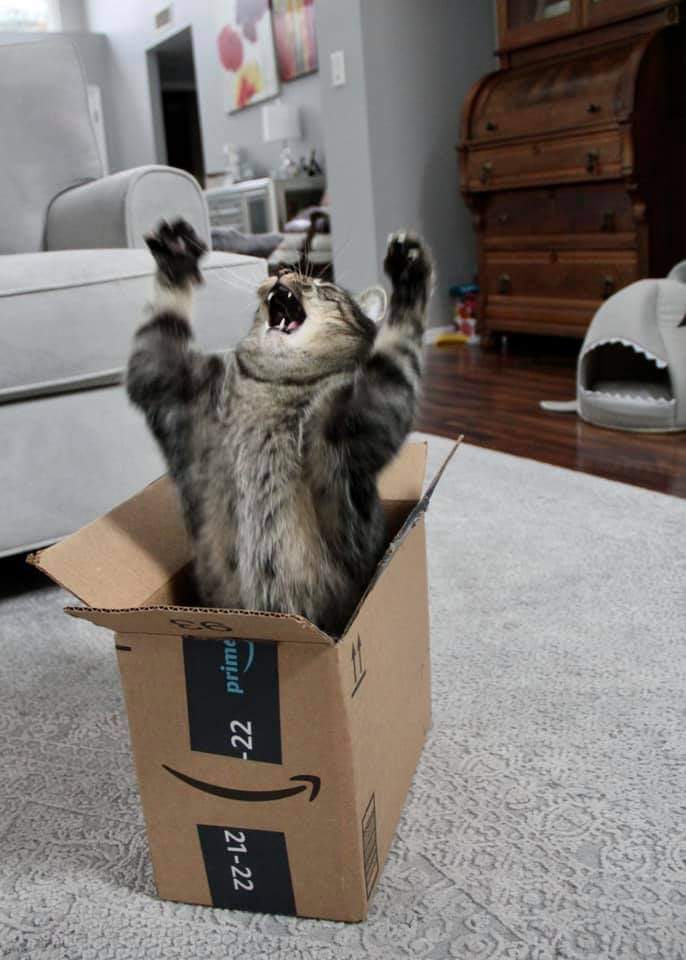 cat jumping out of box