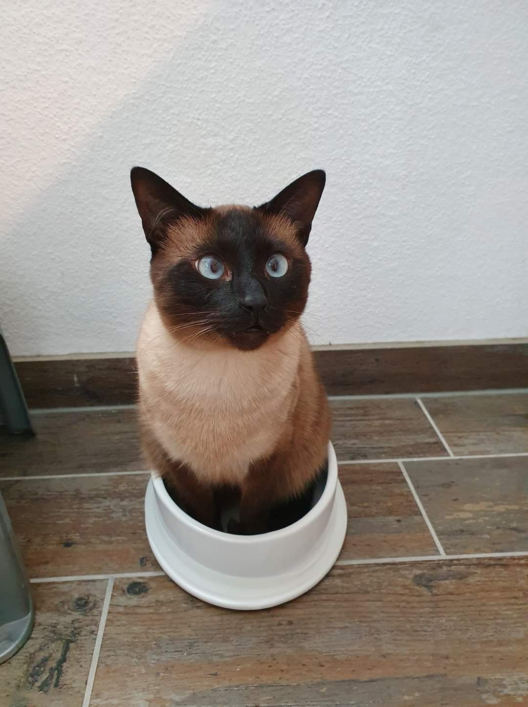 cat sitting in feeding bowl