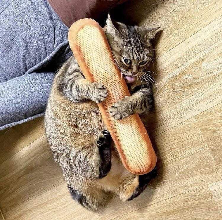 cat holding and licking a loaf of bread
