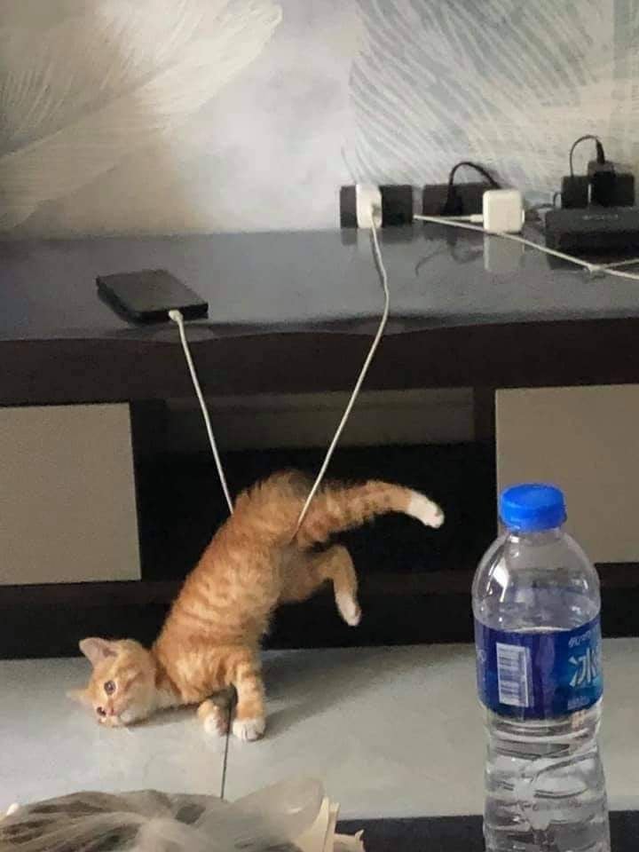 cat caught by phone charger cord