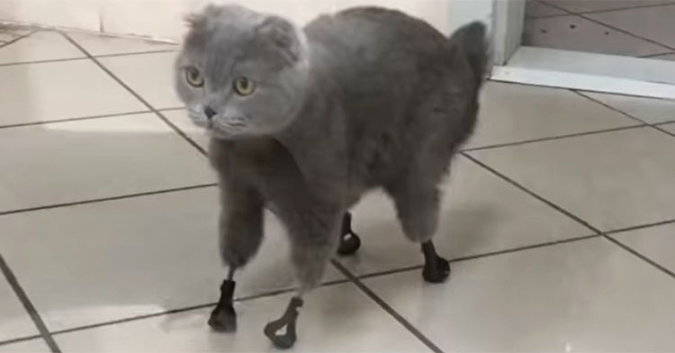gray cat wearing prosthetic feet