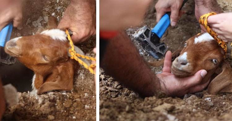 rescuers pulling goat's head from dirt