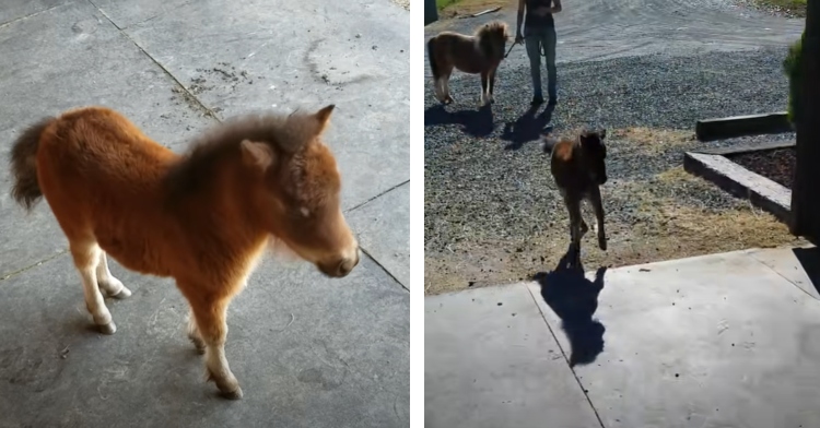 mini horse chasing someone