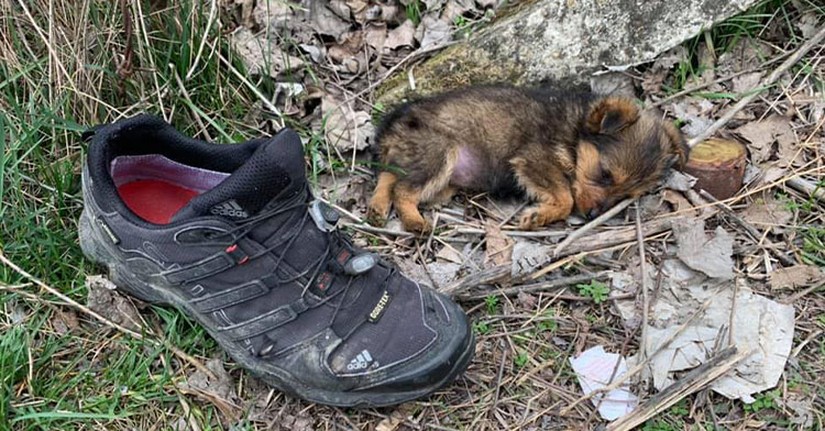 puppy on ground next to shoe