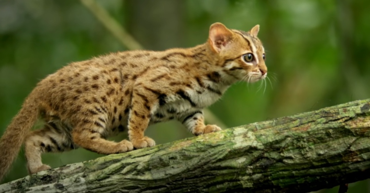 The World's Smallest Wild Cat Is Too Cute For Words And Our Hearts Can ...