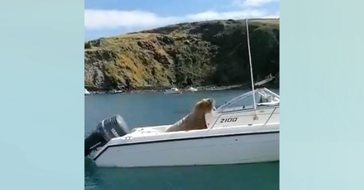 walrus sitting in boat