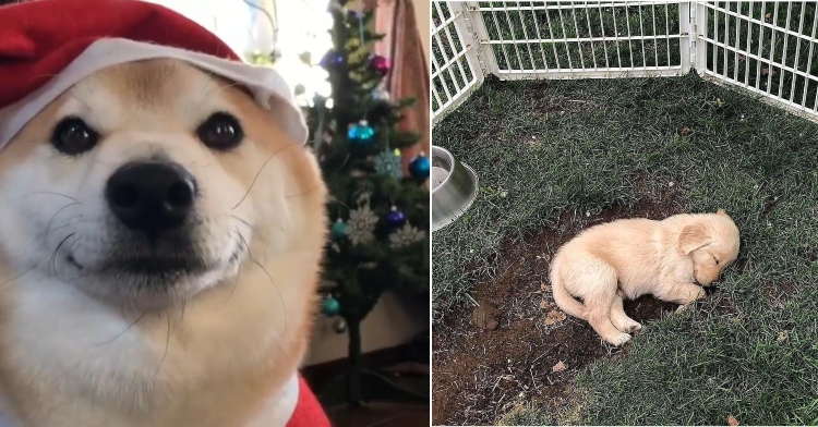 shiba inu in Santa hat and golden retriever puppy sleeping outside