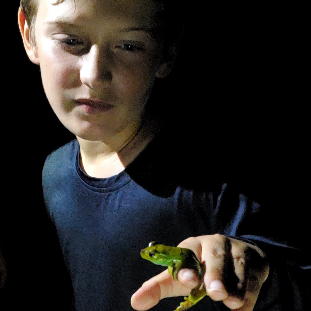 little boy holding green frog between fingers
