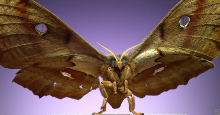 Polyphemus moth in slow motion