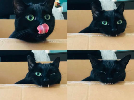 black cat biting box