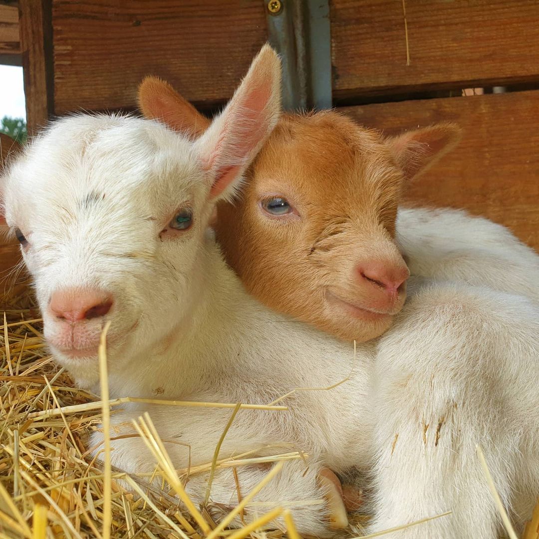 two baby goats snuggling