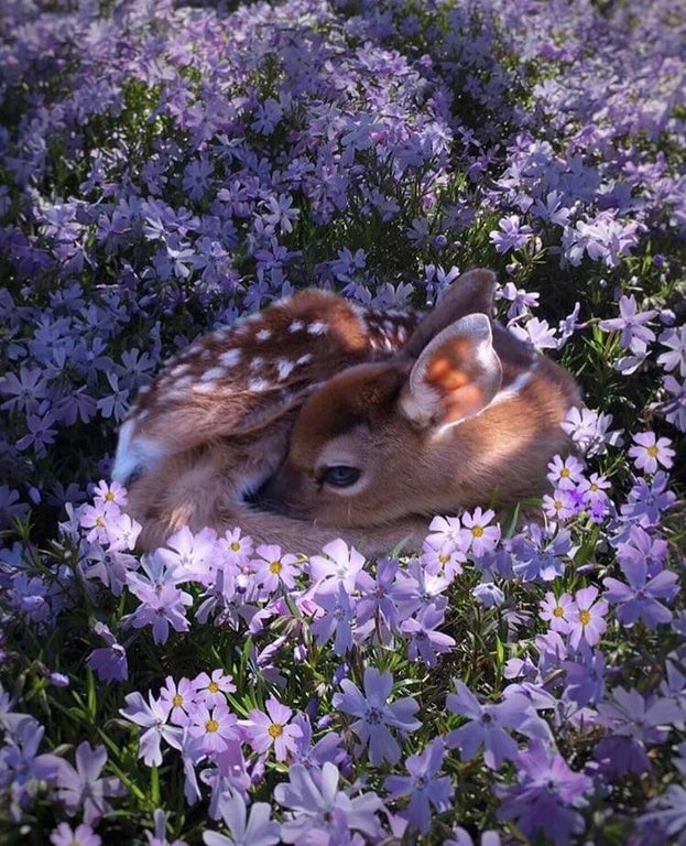 baby deer sleeping in purple flowers
