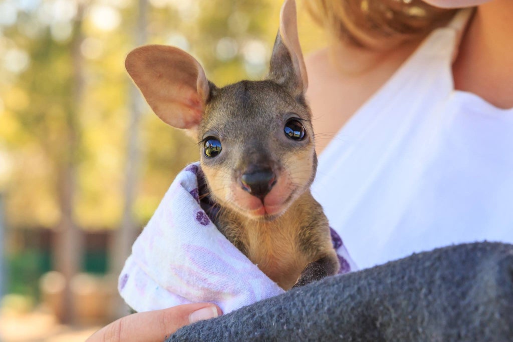 baby kangaroo joey