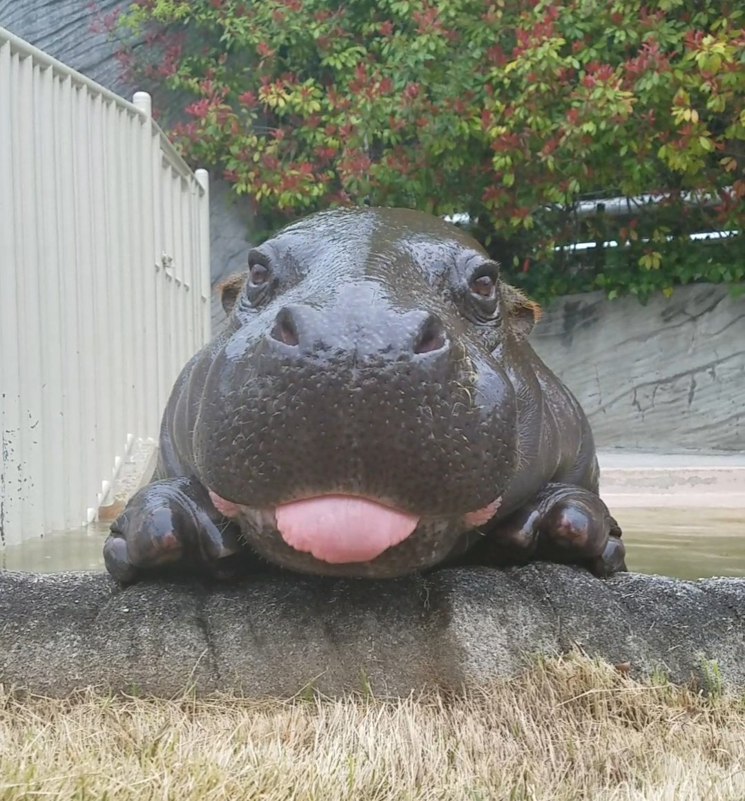 baby hippo with tongue out