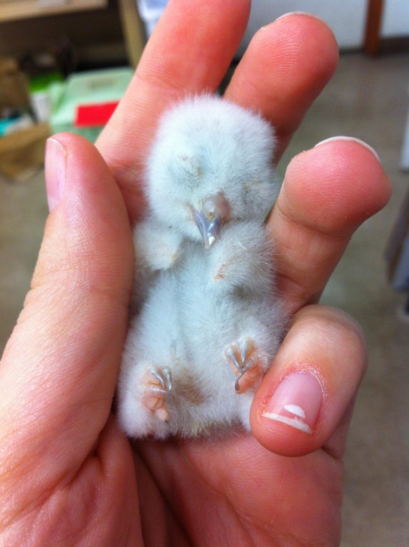 newborn screech owl