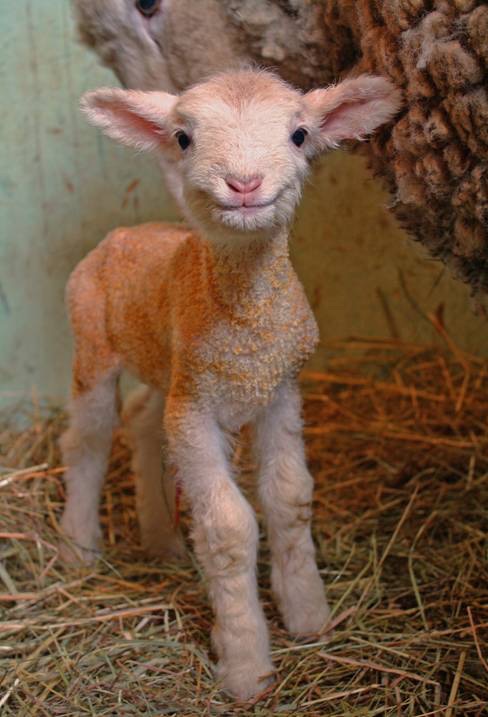smiling baby lamb