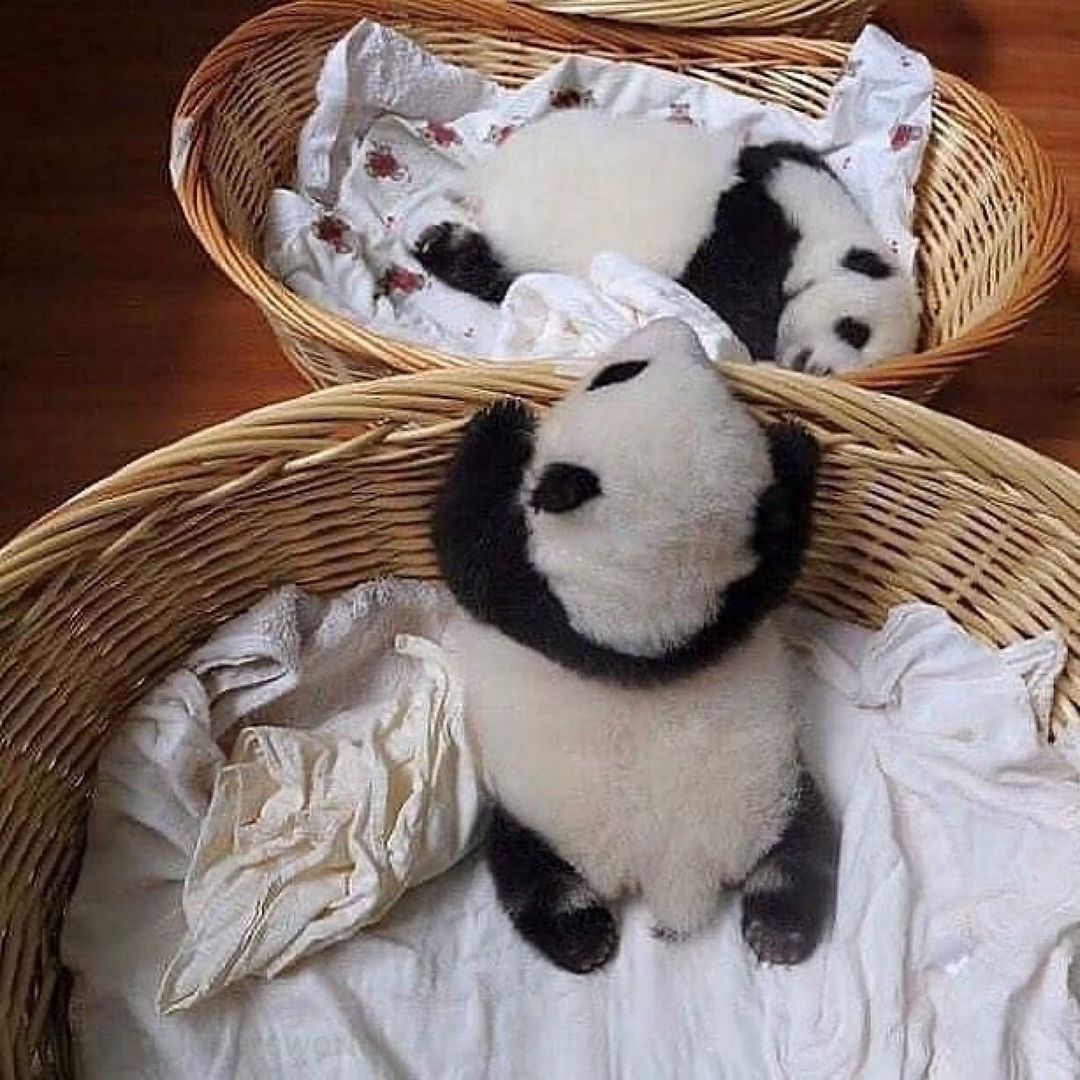 two baby pandas