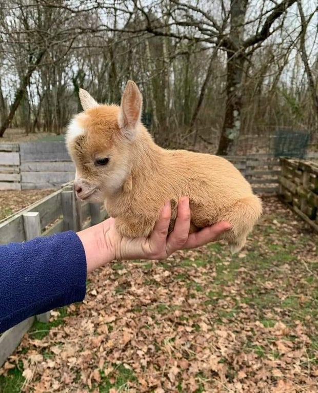 baby goat in someone's hand
