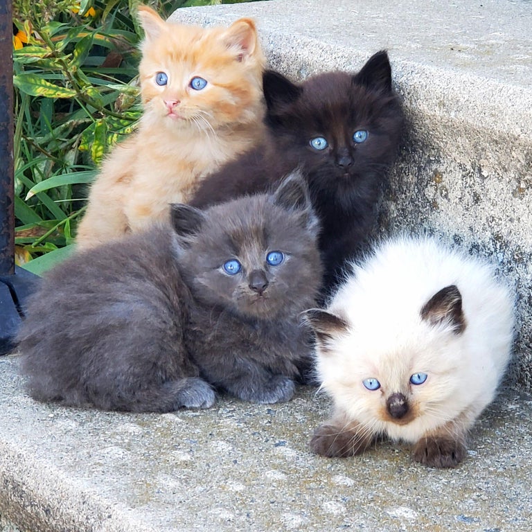 four long hair baby kittens with blue eyes