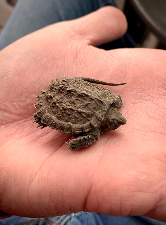 baby snapping turtle in palm of hand