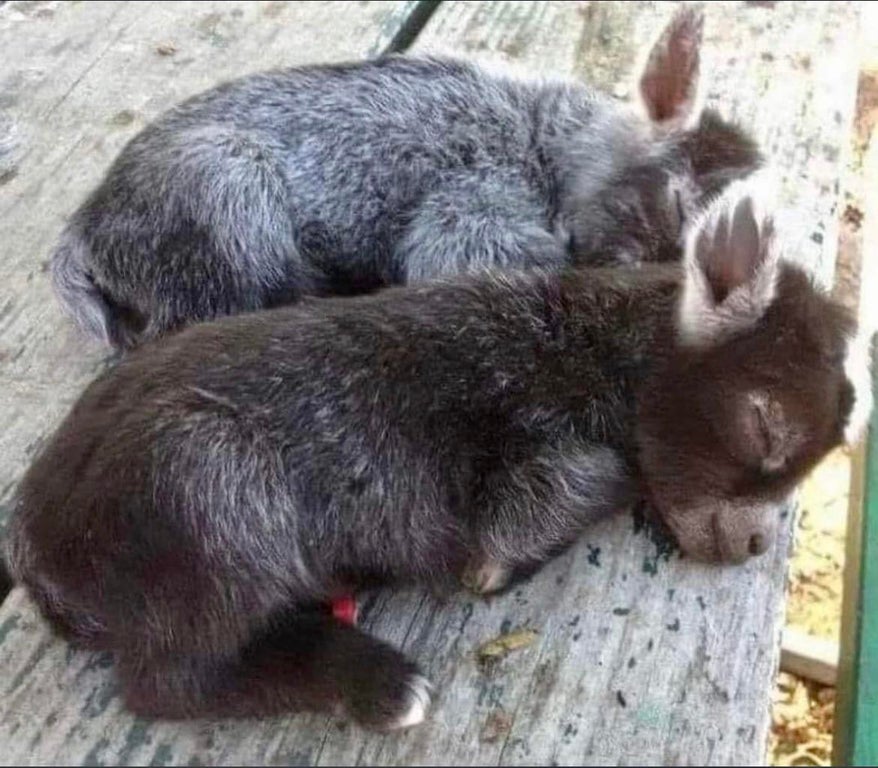 two sleeping baby burros