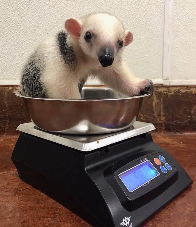 baby anteater sitting in a scale