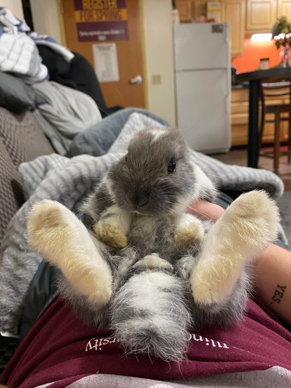 baby bunny with big back feet