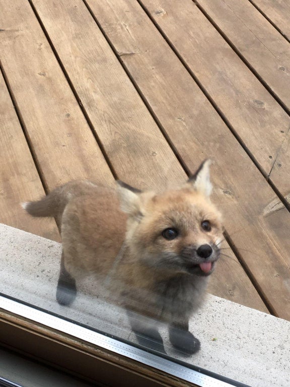 baby fox licking window