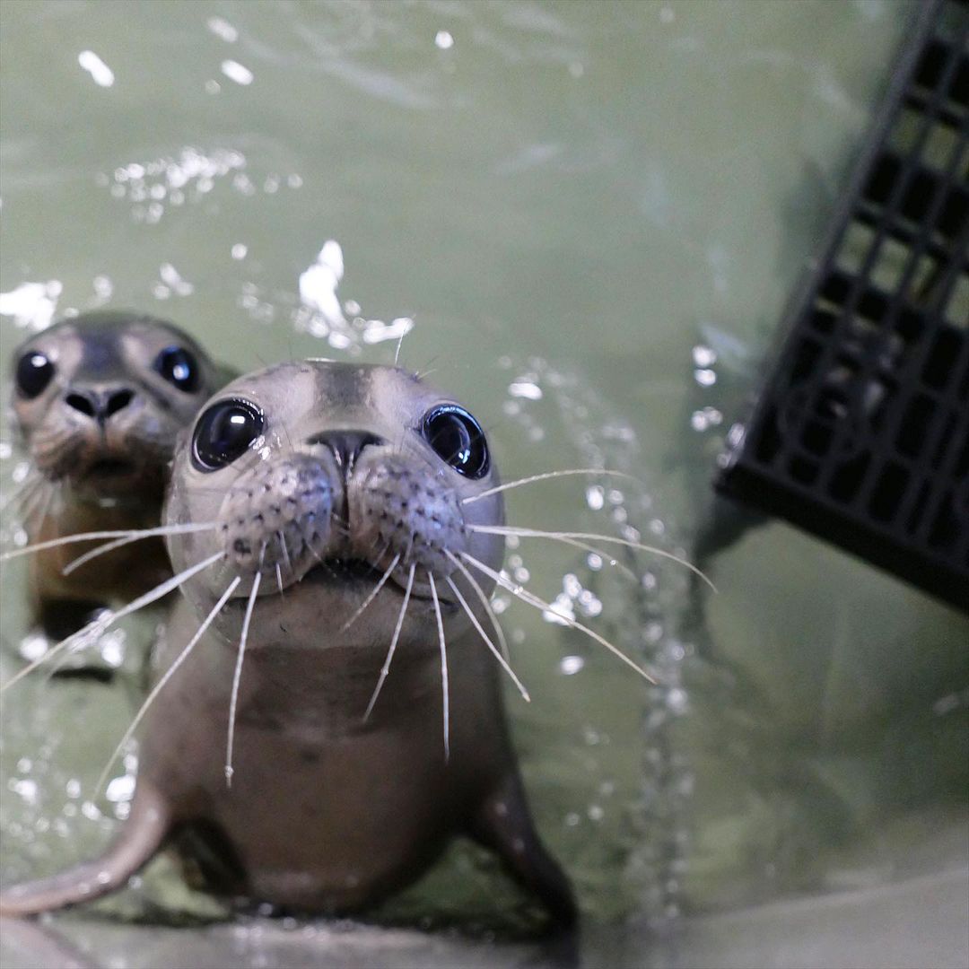 baby seals