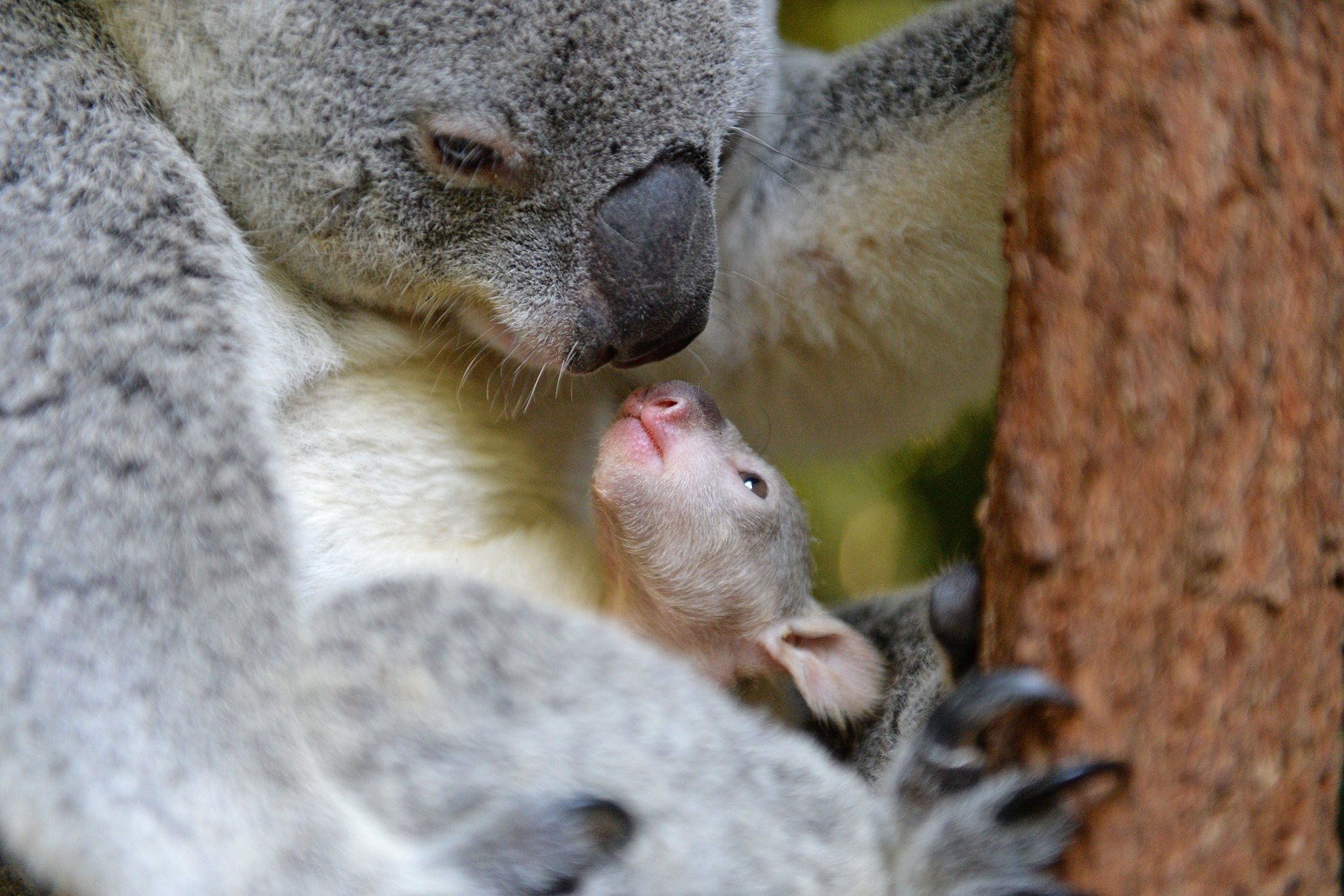 baby koala bear and mother