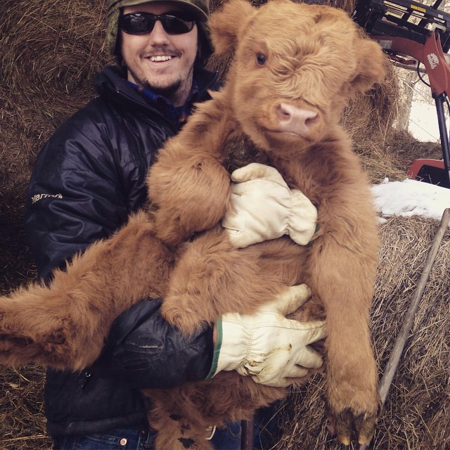 baby highland cow and farmer